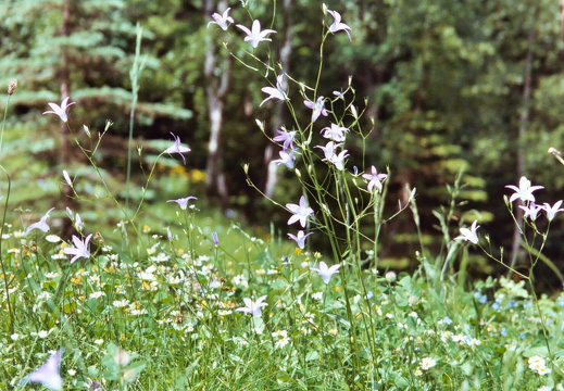 Wiesen-Glockenblume