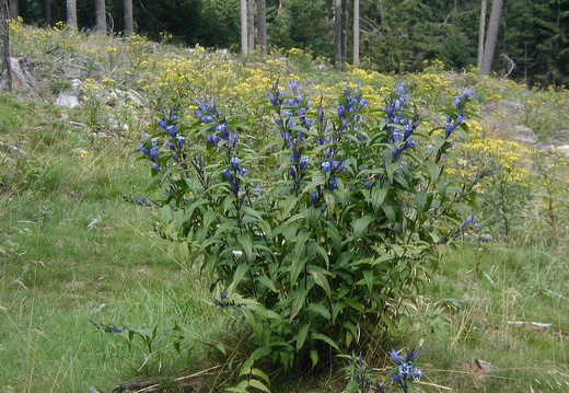 Schwalbenwurz-Enzian