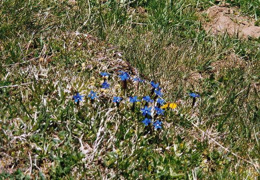 Frühlings-Enzian