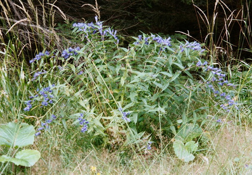 Schwalbenwurz-Enzian