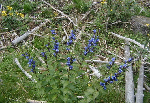 Schwalbenwurz-Enzian