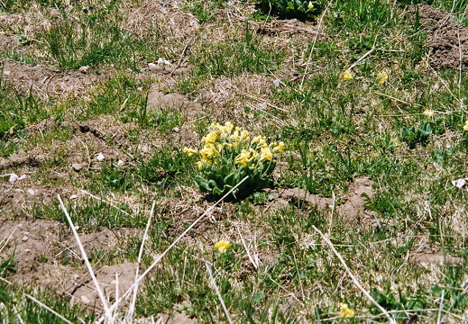 Schlüsselblume