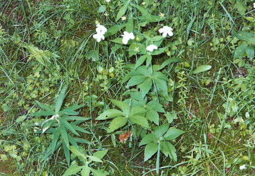 Eisenhutblättriger Hahnenfuß