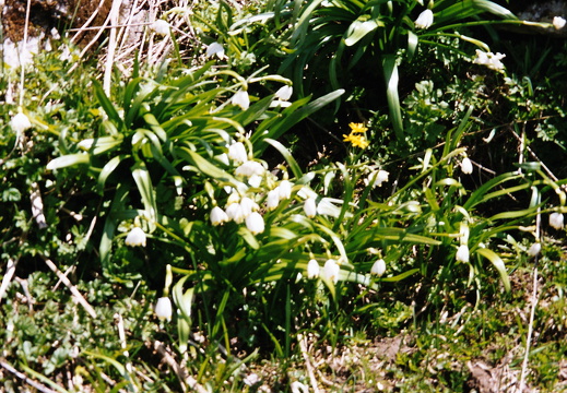 Märzenbecher, Frühlingsknotenblume