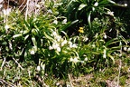 Märzenbecher, Frühlingsknotenblume