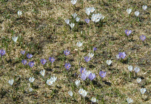 Frühlingskrokus