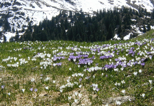 Krokuswiese