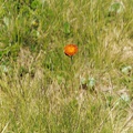 Habichtskr-orange-02.jpg