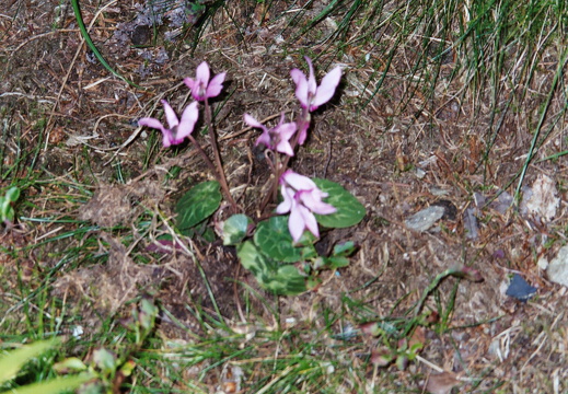 Alpenveilchen
