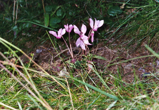 Primulaceae