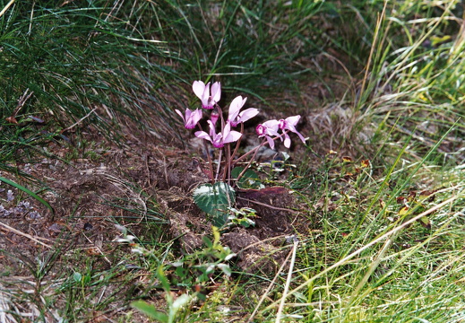 Alpenveilchen