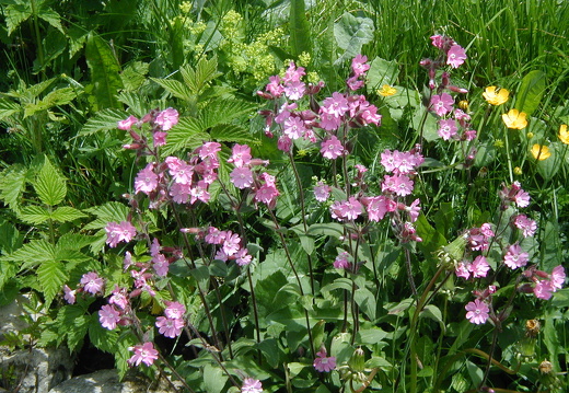  Mehlprimel
