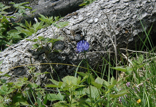 Teufelskralle