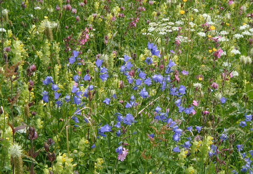 Blumenwiese
