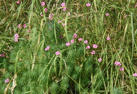 Heide-Nelke
