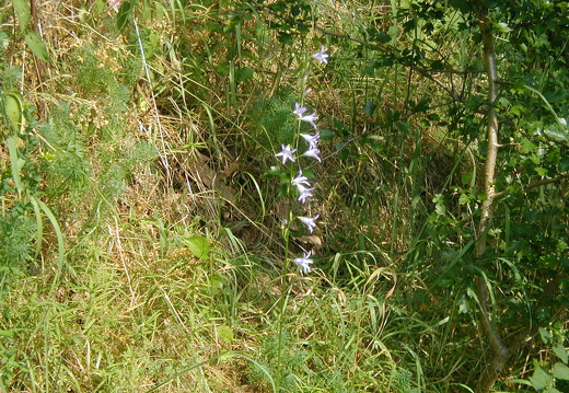 Wiesen-Glockenblume