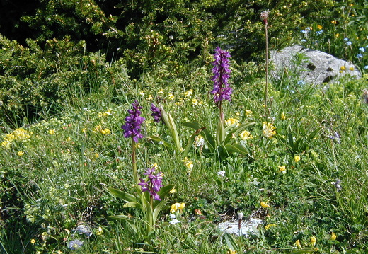 Holunder-Knabenkraut