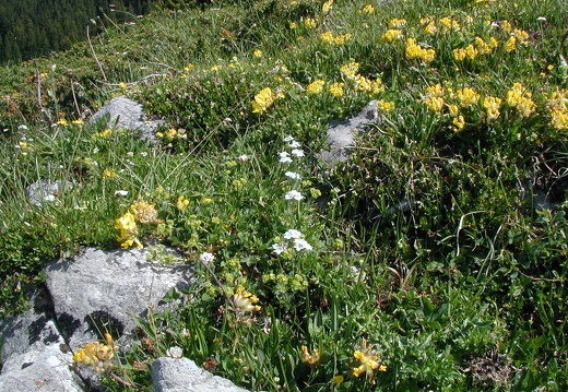 Hochalm