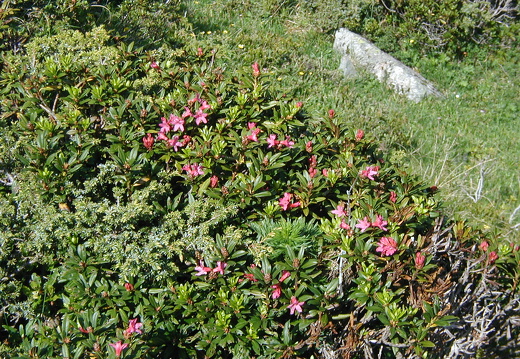 Alpenrose