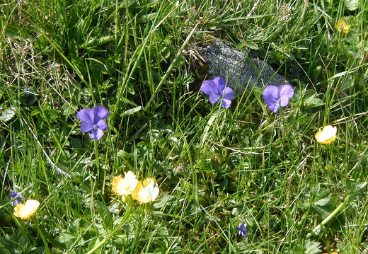 Langsporn-Veilchen