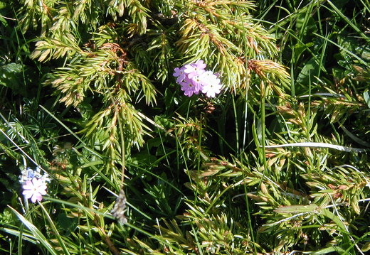 Mehlprimel