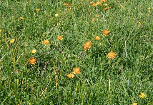 Habichtskraut