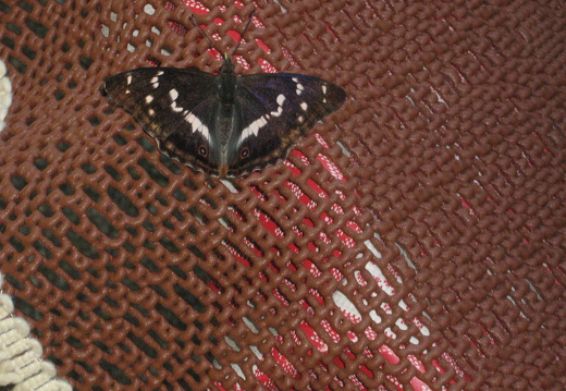 Großer Schillerfalter