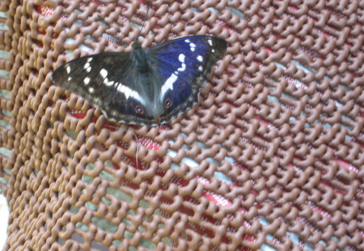 Großer Schillerfalter