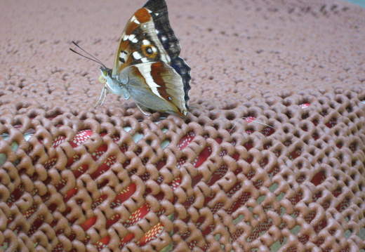 Großer Schillerfalter