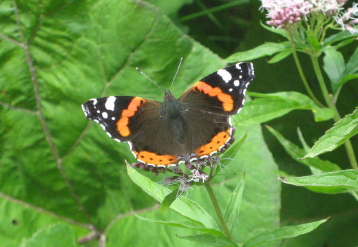 Admiral