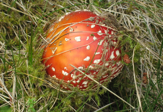 Fliegenpilz