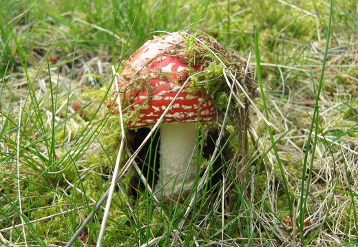 Fliegenpilz