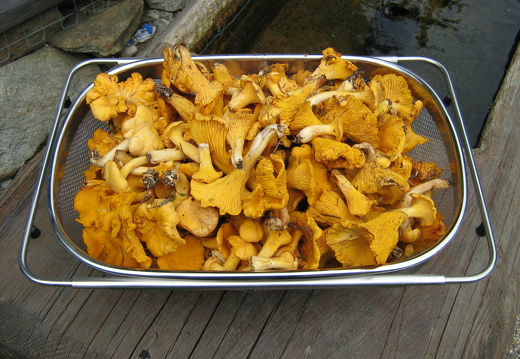 Pfifferlinge