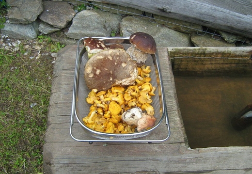 Steinpilze und Pfifferlinge