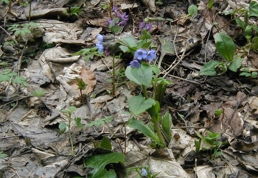 P1010042