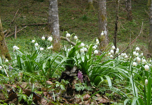 Märzenbecher