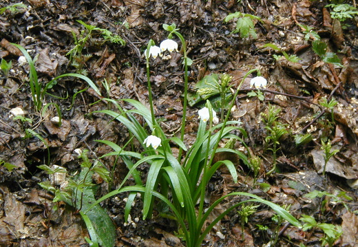 Märzenbecher