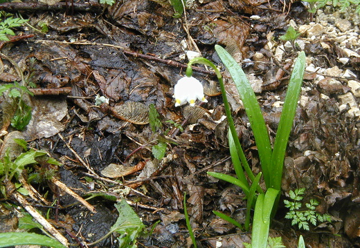 Märzenbecher