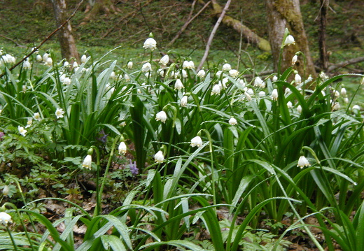 Märzenbecher