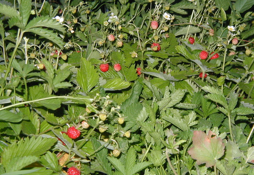 Walderdbeere