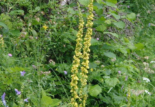 Königskerze
