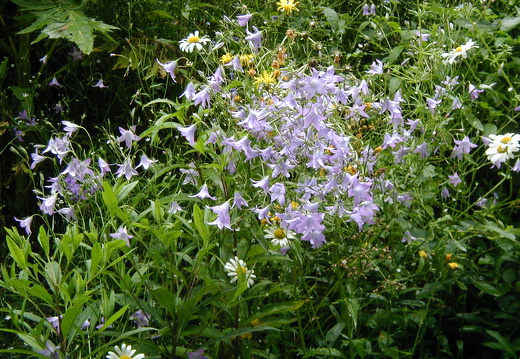 Wiesen-Glockenblume