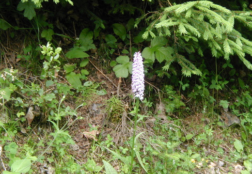 Geflecktes Knabenkraut