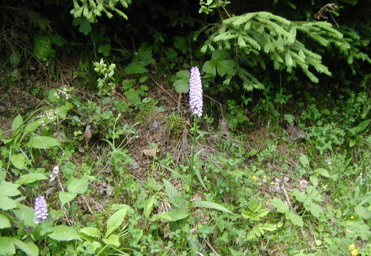 Geflecktes Knabenkraut