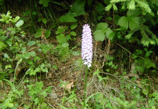 Geflecktes Knabenkraut