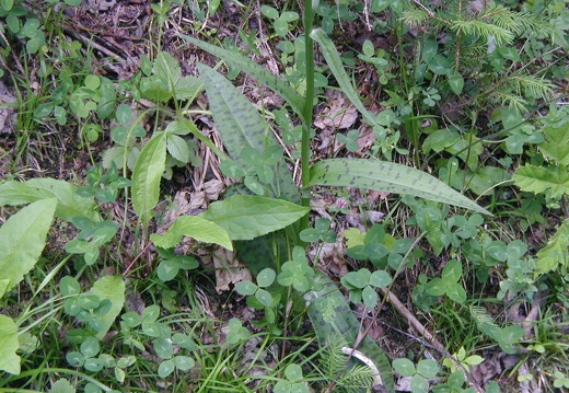 Geflecktes Knabenkraut