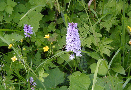 Geflecktes Knabenkraut