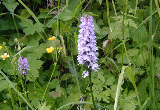 Geflecktes Knabenkraut