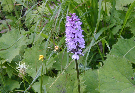 Geflecktes Knabenkraut