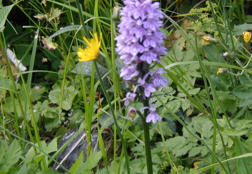 Geflecktes Knabenkraut